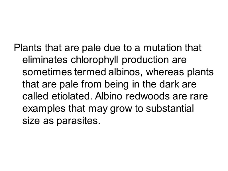 Plants that are pale due to a mutation that eliminates chlorophyll production are sometimes